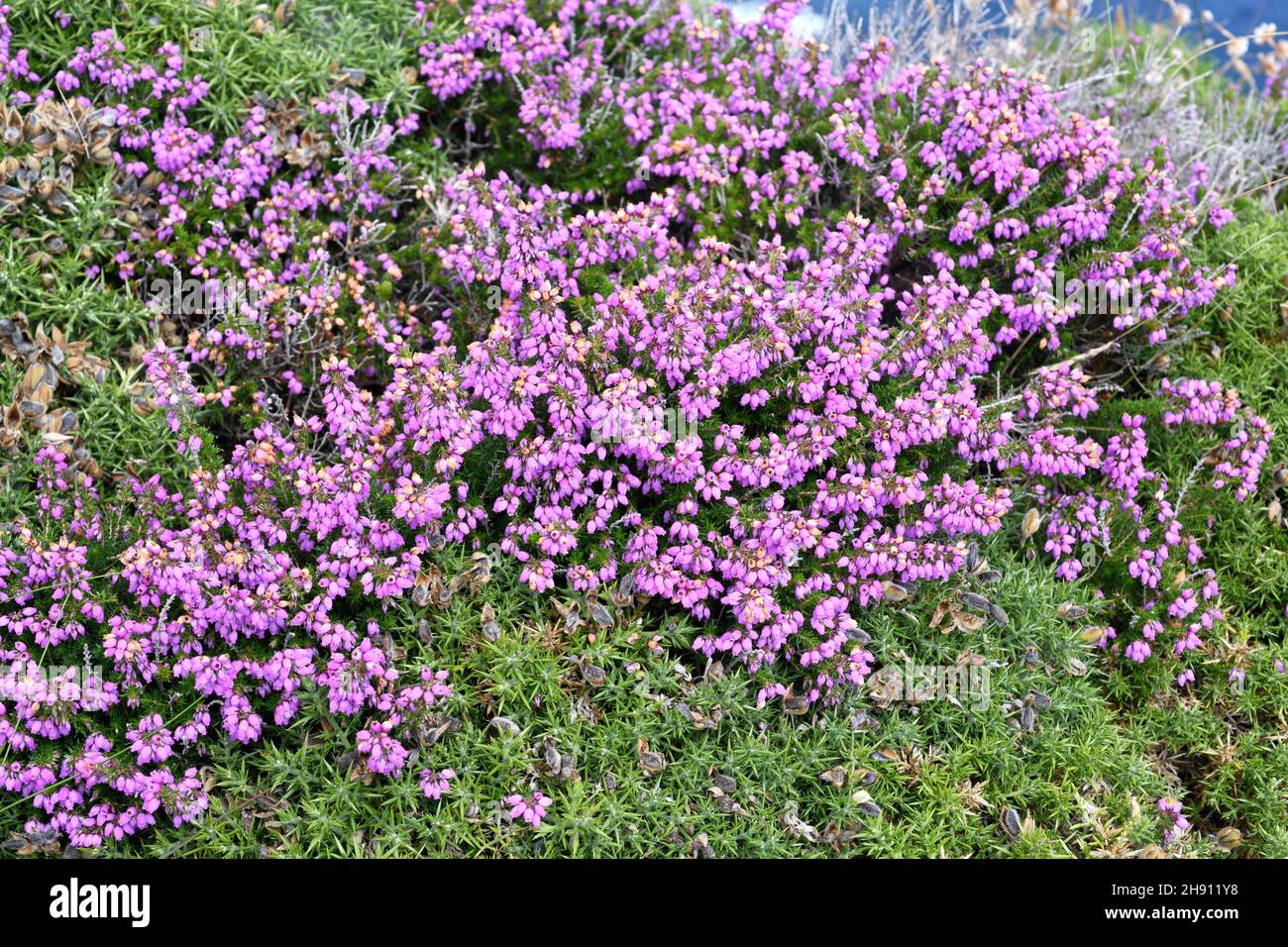 Bell heather (Erica cinerea) is a shrub native to western Europe, from northern Spain to southern Norway. This photo was taken in Cabo de Penas, Stock Photo