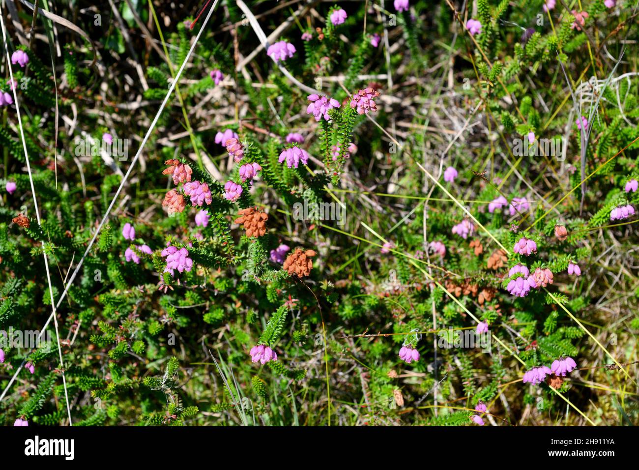Erica mackaiana is a shrub native to northern Spain and Ireland. This photo was taken in Asturias, Spain. Stock Photo