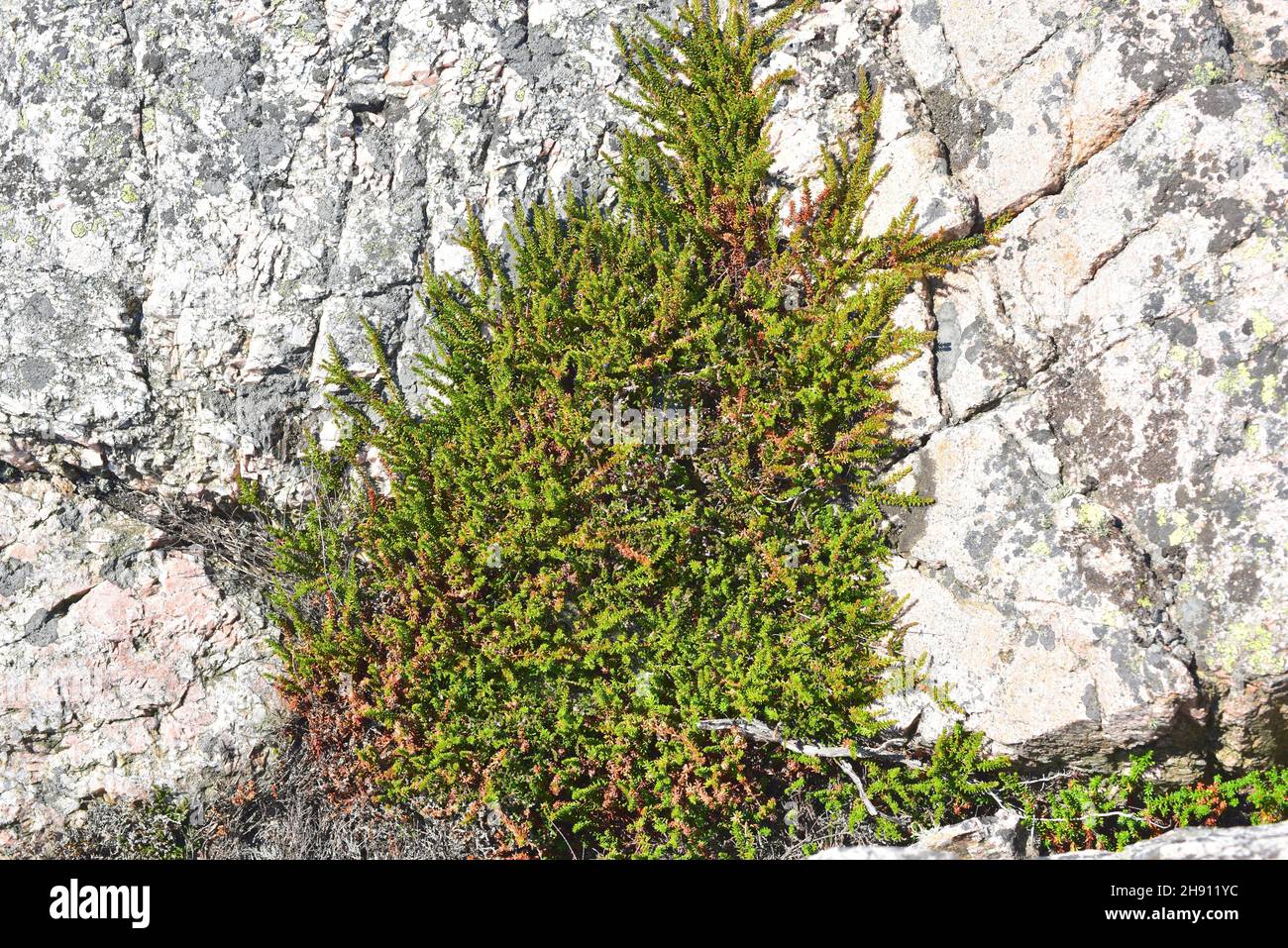 Black crowberry (Empetrum nigrum) is a shrub native to north Europe and south Europe mountains. This photo was taken in Bohuslan, Sweden. Stock Photo