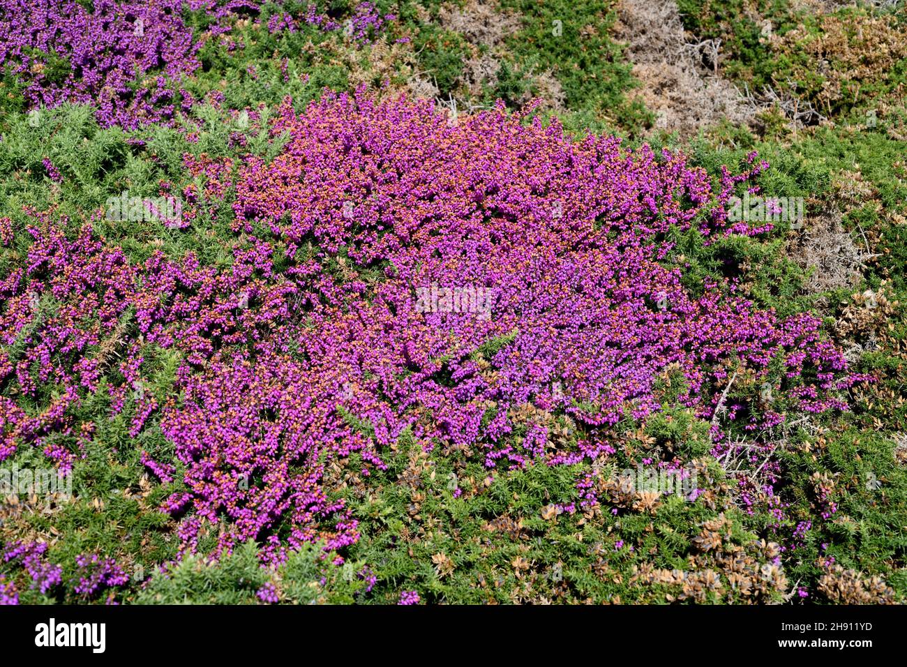 Bell heather (Erica cinerea) is a shrub native to western Europe, from northern Spain to southern Norway. This photo was taken in Ribadeo, Lugo, Stock Photo