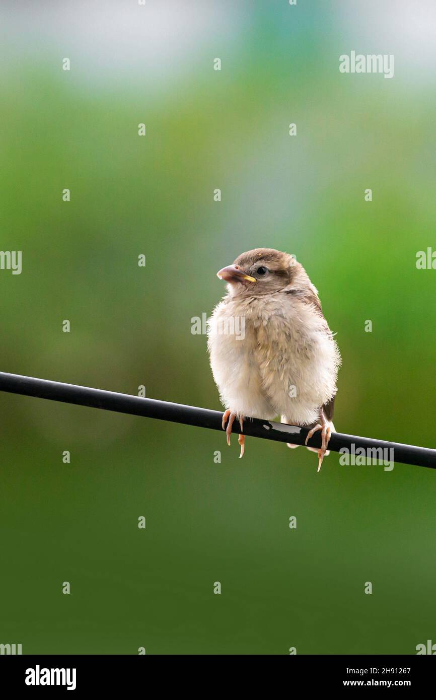 Tree baby sparrow sitting on the electric wire is eating food from its mother. The sparrow chick is calling its mother because of hunger. Stock Photo