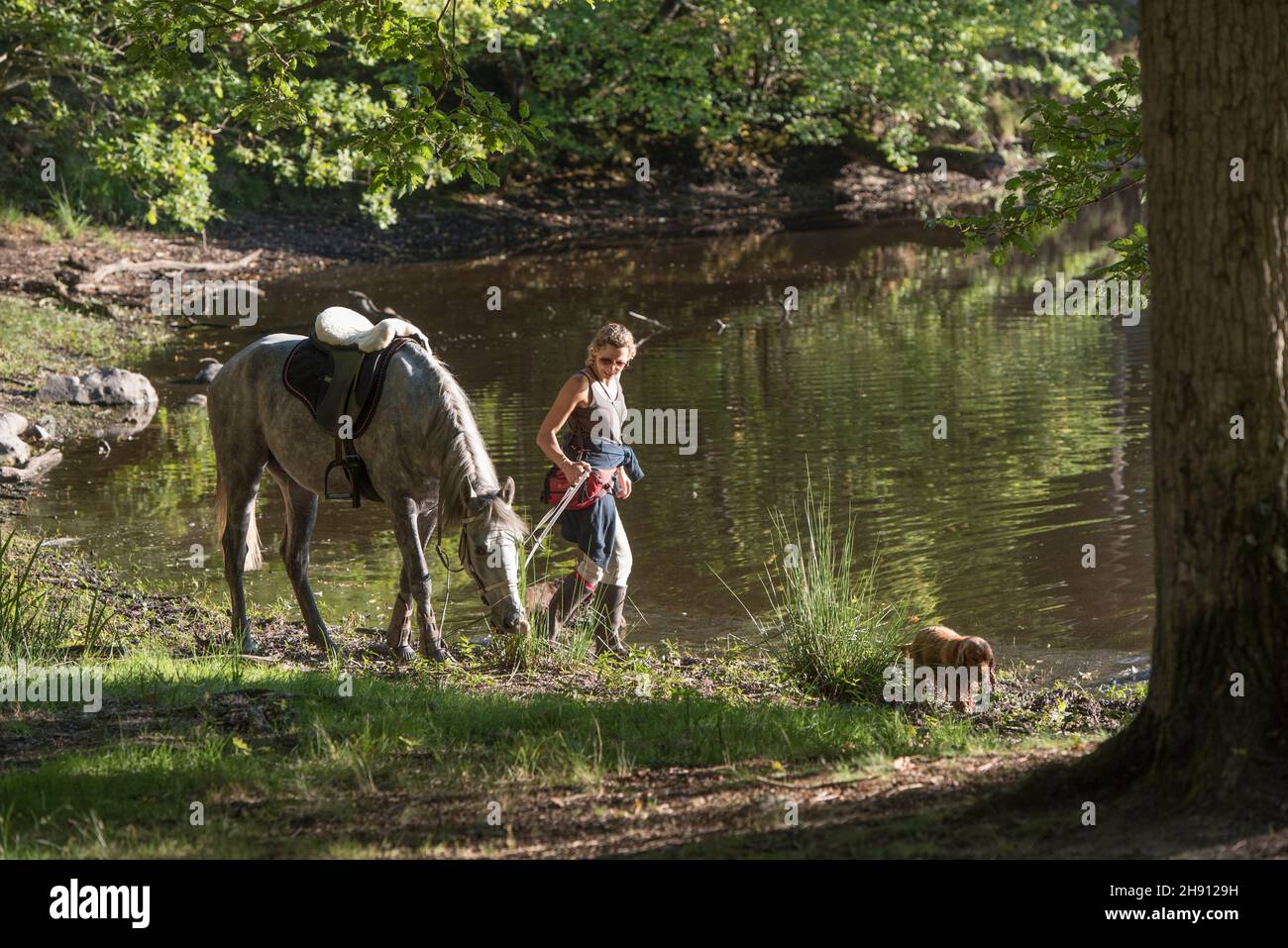 Animaux de la forêt dessin Banque de photographies et d'images à haute  résolution - Alamy