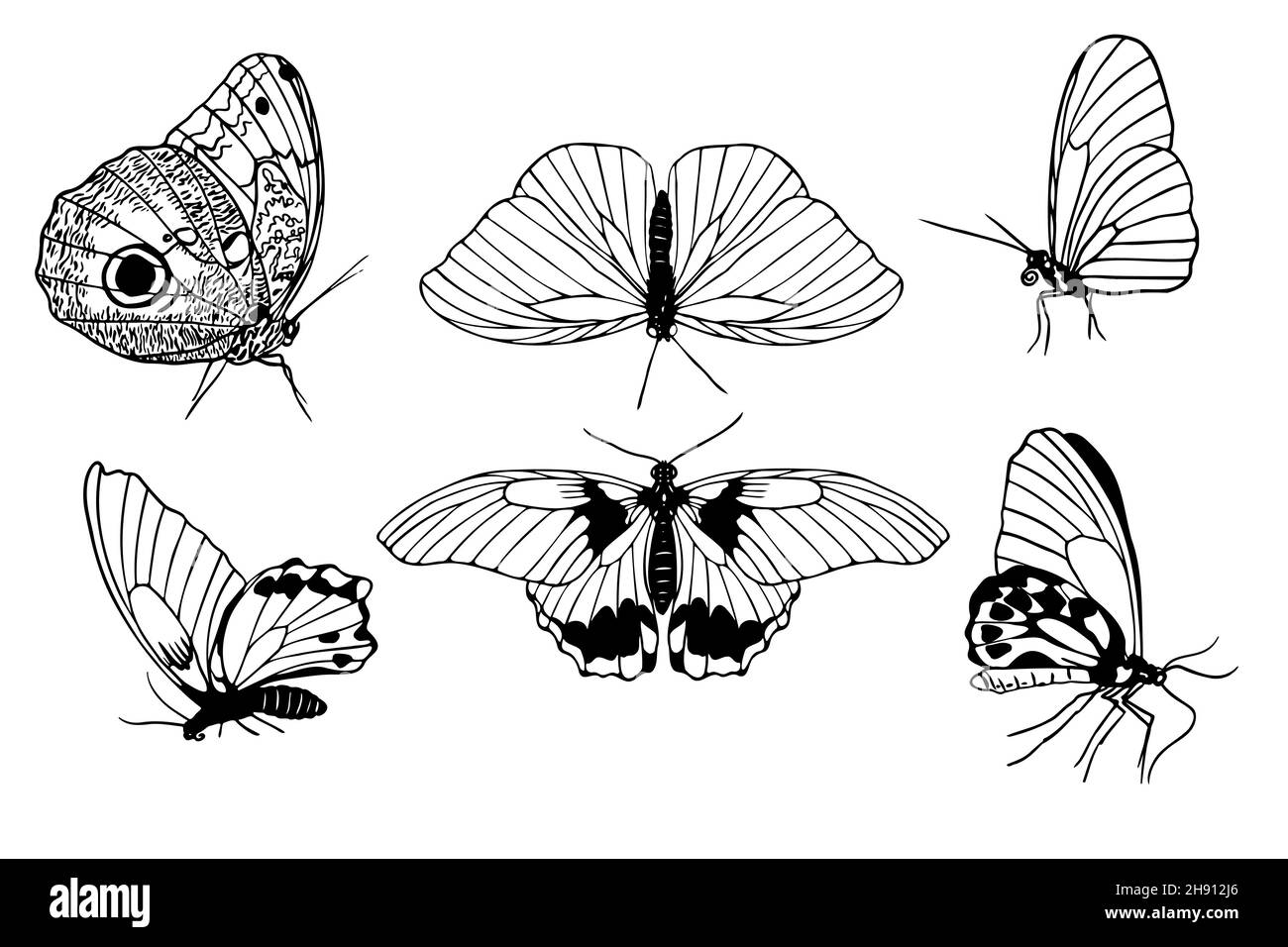 Set of hand drawn black outline butterflies on white background. Front
