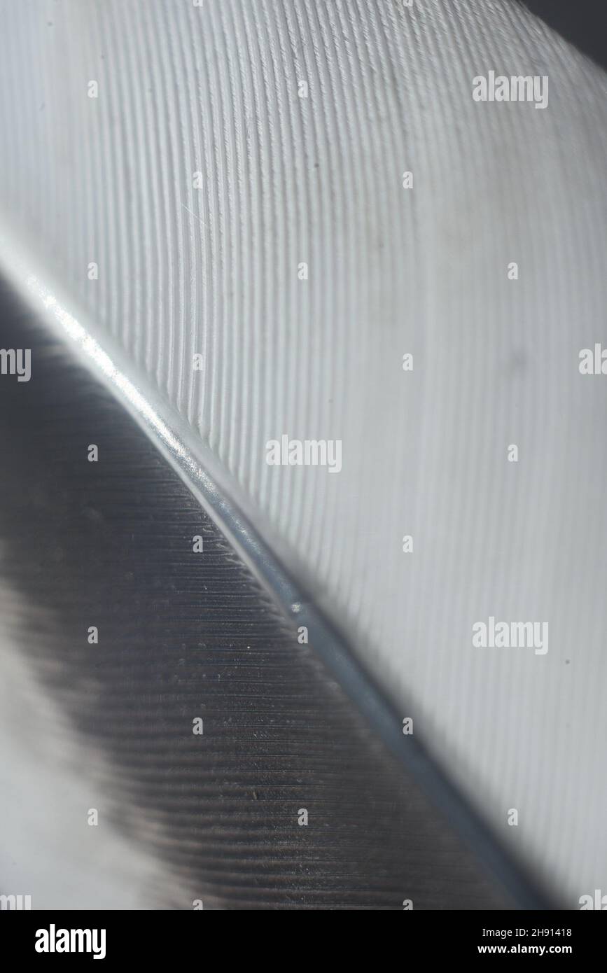 white feather with selective focus abstract background Stock Photo