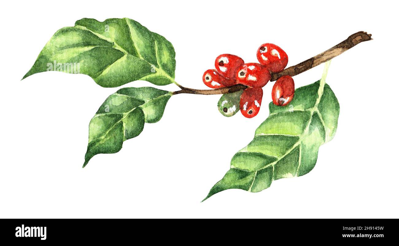 Branch of coffee with red beans. Watercolor illustration of arabica ...
