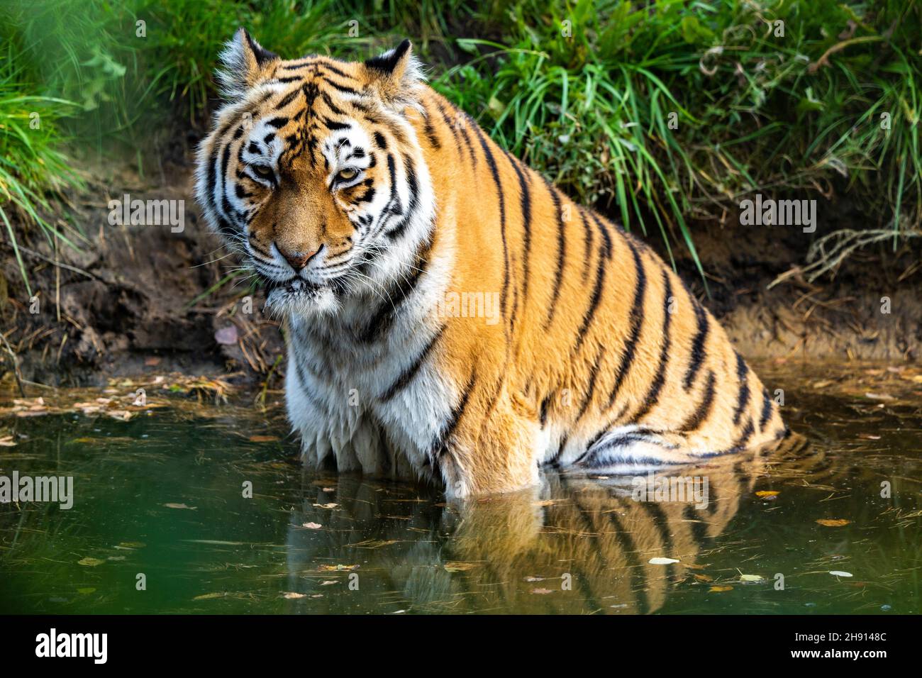 Siberian tiger taking a bath in a river Stock Photo - Alamy