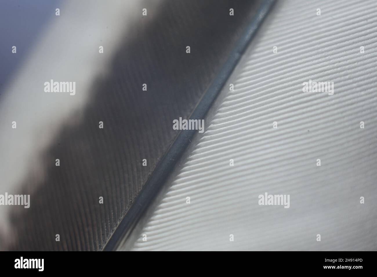 white feather with selective focus abstract background Stock Photo