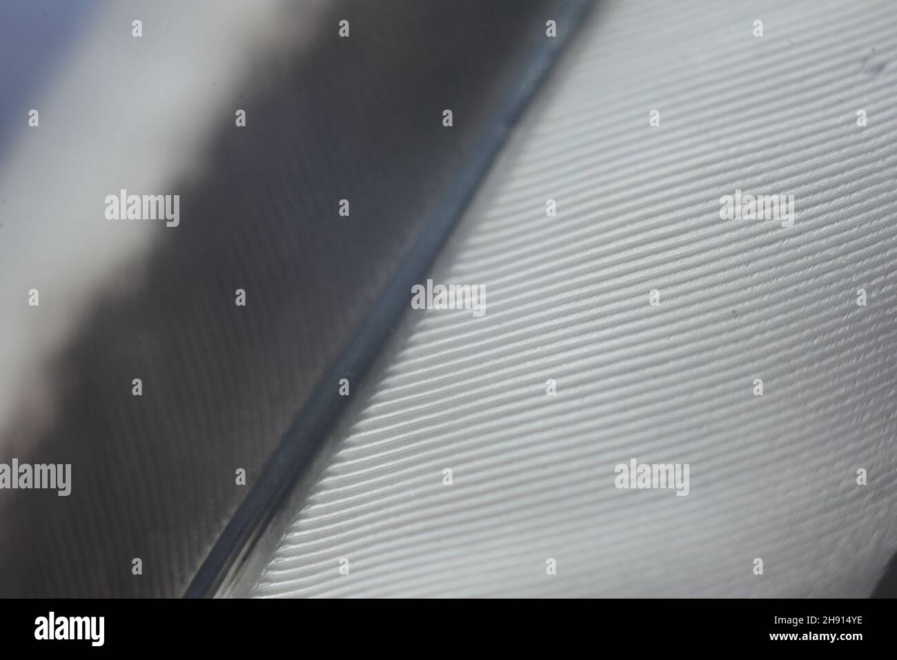 white feather with selective focus abstract background Stock Photo