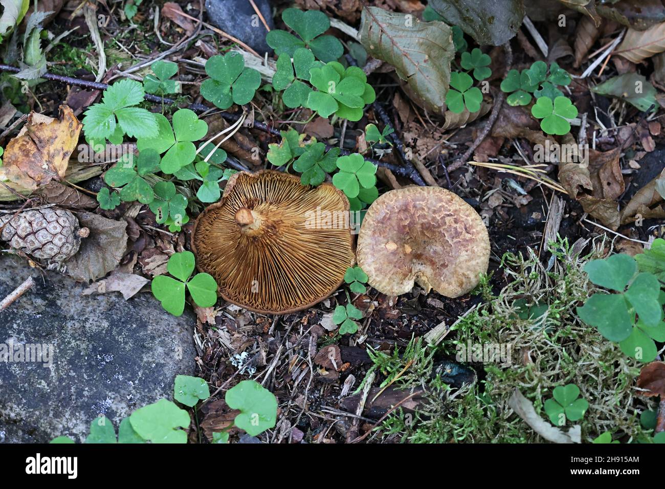 Paxillus filamentosus, also called Paxillus rubicundulus, commonly known as alder roll-rim, wild mushroom from Finland Stock Photo