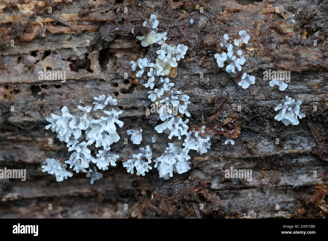 White coral slime mold, Ceratiomyxa fruticulosa, early development phase Stock Photo