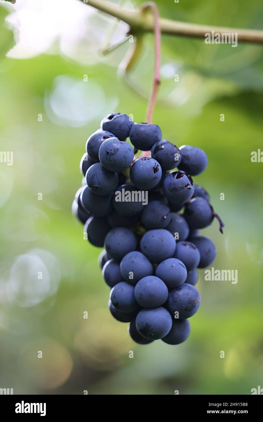 Blue grapevines and green leaves of a wine cultivar called Vitis Zilga growing in Finland Stock Photo