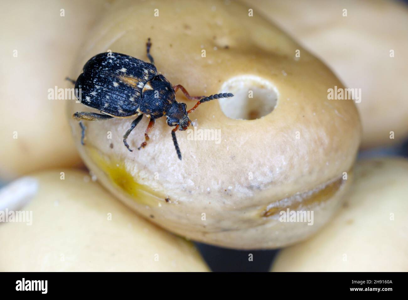 Bruchus rufimanus, commonly known as the broad bean weevil, broad bean