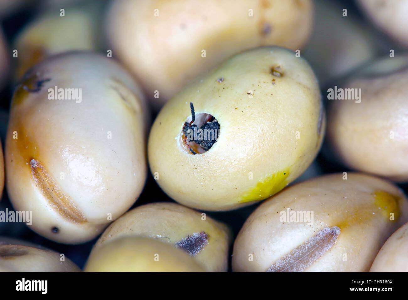 Bruchus rufimanus, commonly known as the broad bean weevil, broad bean