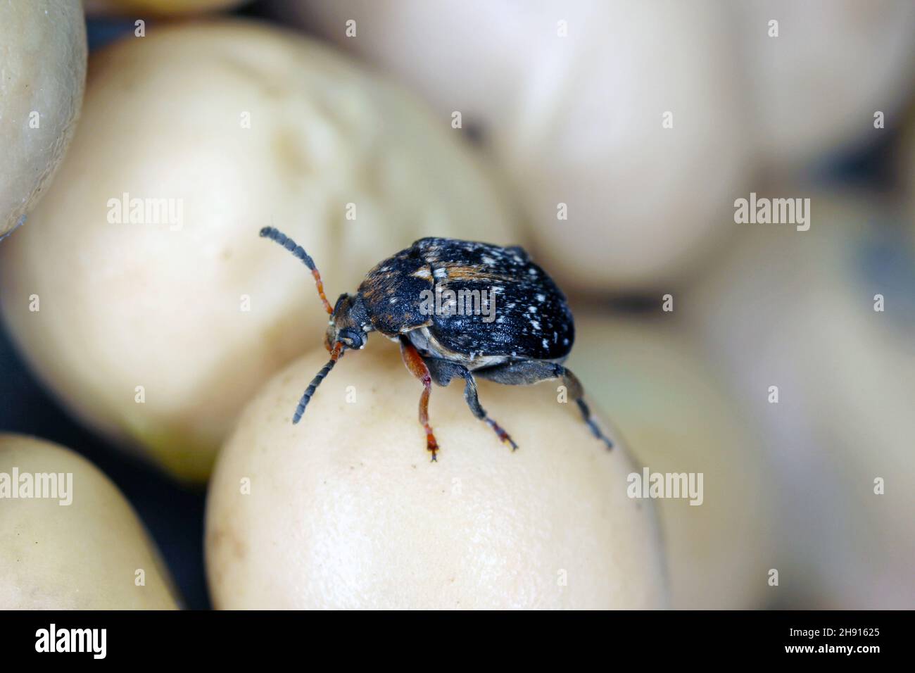 Seed beetle hires stock photography and images Alamy