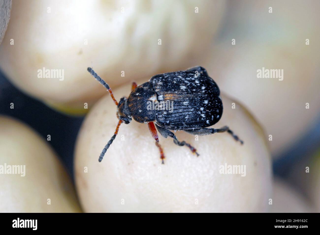 Seed beetle hires stock photography and images Alamy