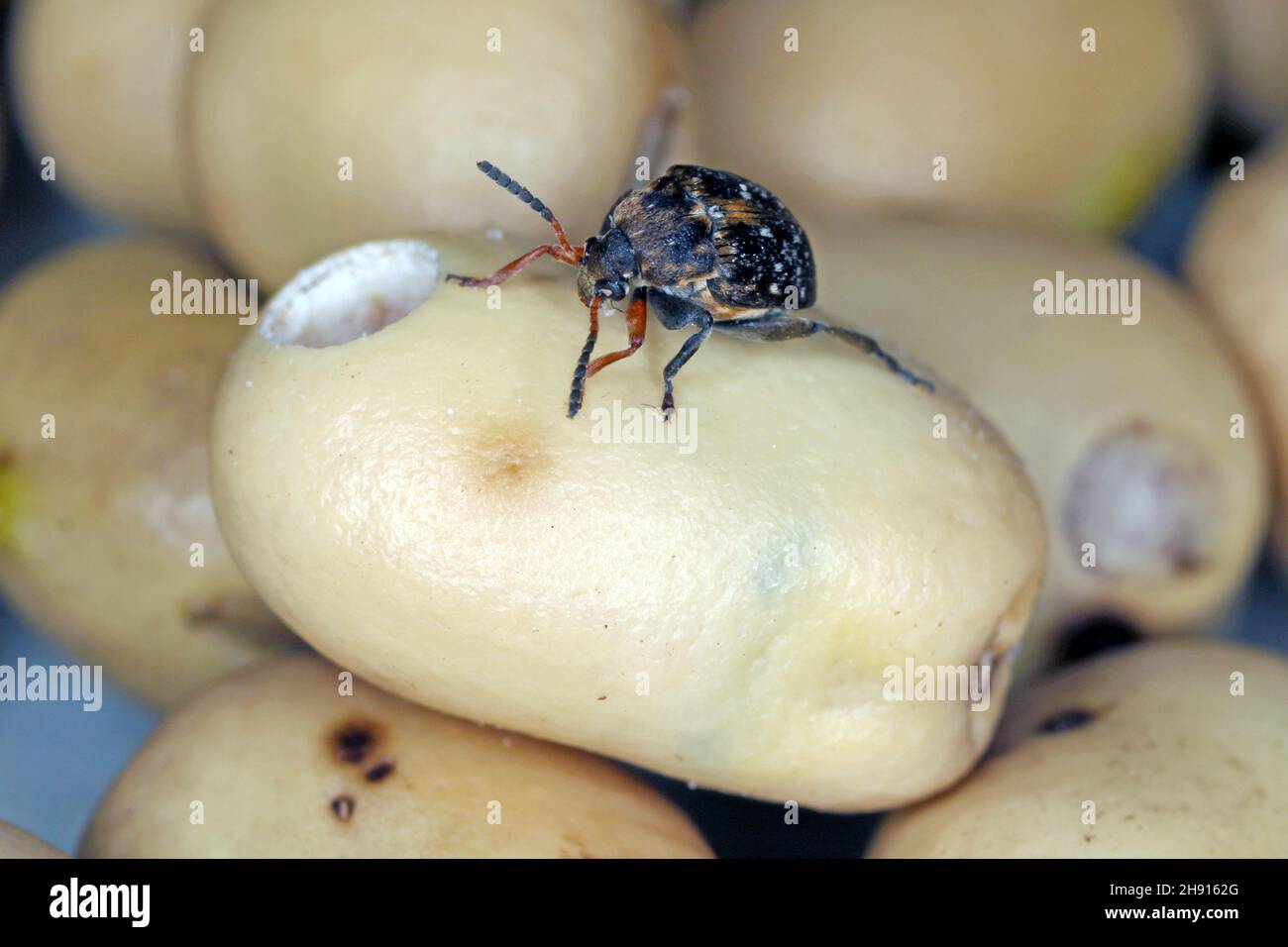Seed beetle hires stock photography and images Alamy