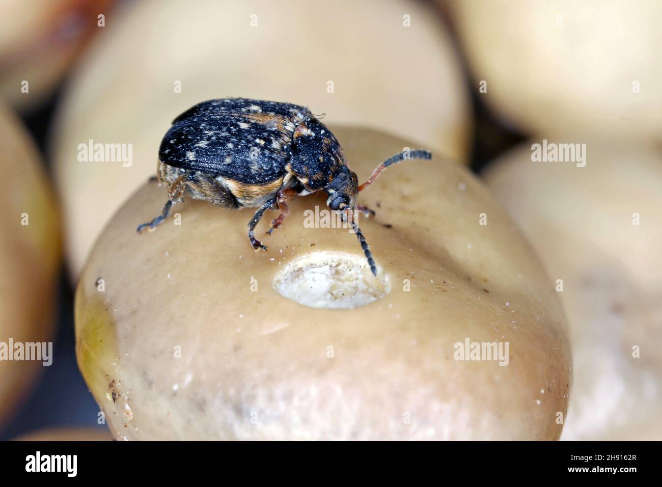 Seed beetle hires stock photography and images Alamy
