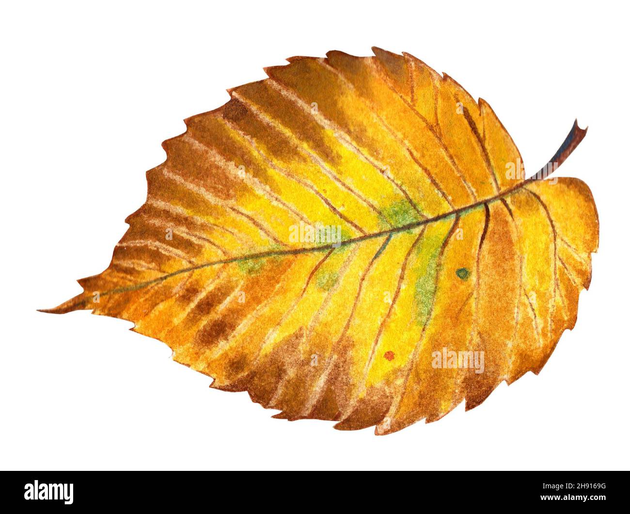Autumn leaf of an elm tree. It has yellow, orange, brown and green colors. Autumn illustration. Hand-drawn. Isolated on white background. Stock Photo