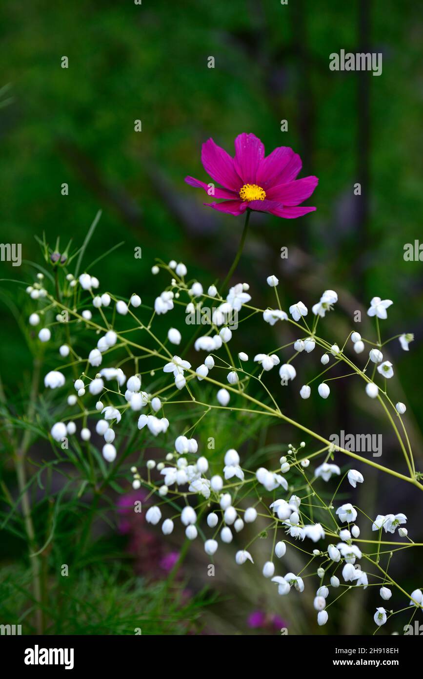 Thalictrum delavayi Splendide White,,cosmos fascination,white and purple flower,flowering,floriferous,mixed planting scheme,combination,Chinese meadow Stock Photo