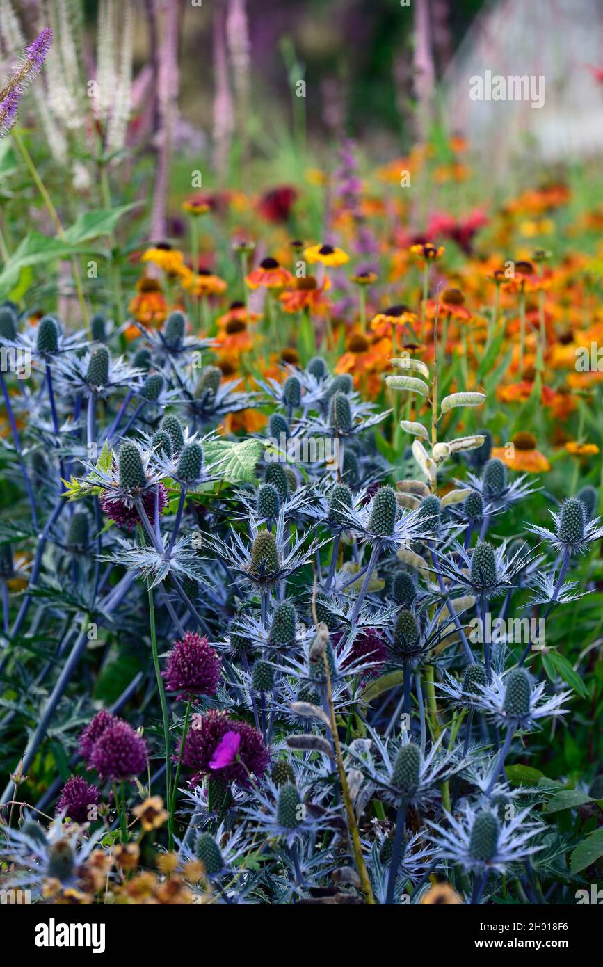 Eryngium X Zabelii Big Blue,Sea Holly,blue flowers,blue flower