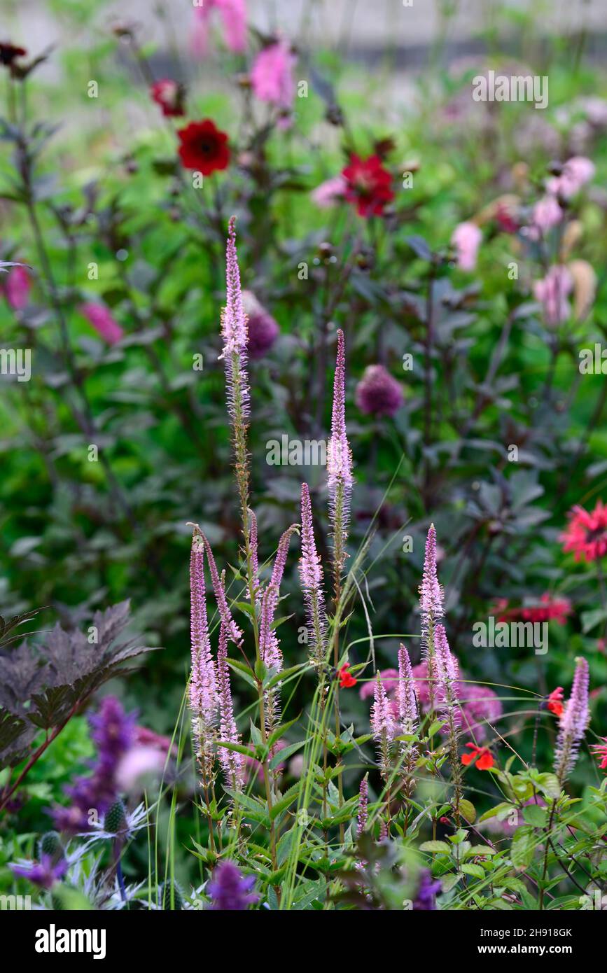 Veronicastrum virginicum Erica,pink flowers, flowers,flowering perennials,border,multi-coloured,colourful,colours,explosion of colour,flowers,flowerin Stock Photo