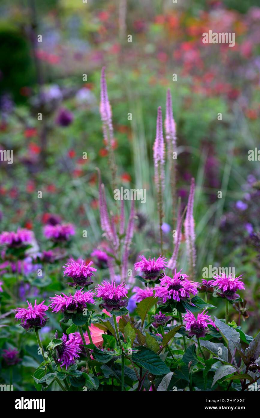 Monarda didyma, bee balm,veronicastrum virginicum erica,bergamot, purple and pink flower combination, flowers ,flower ,flowering, perennial, perennial Stock Photo