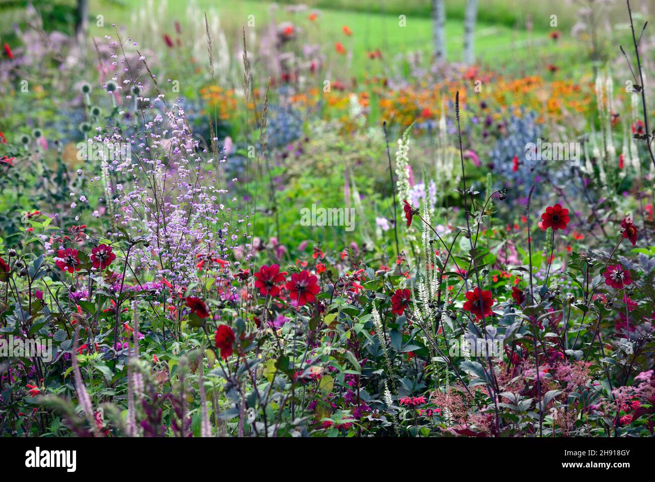 dahlia,dahlias,thalictrum,veronicastrum,helenium,.eryngium,mixed bed