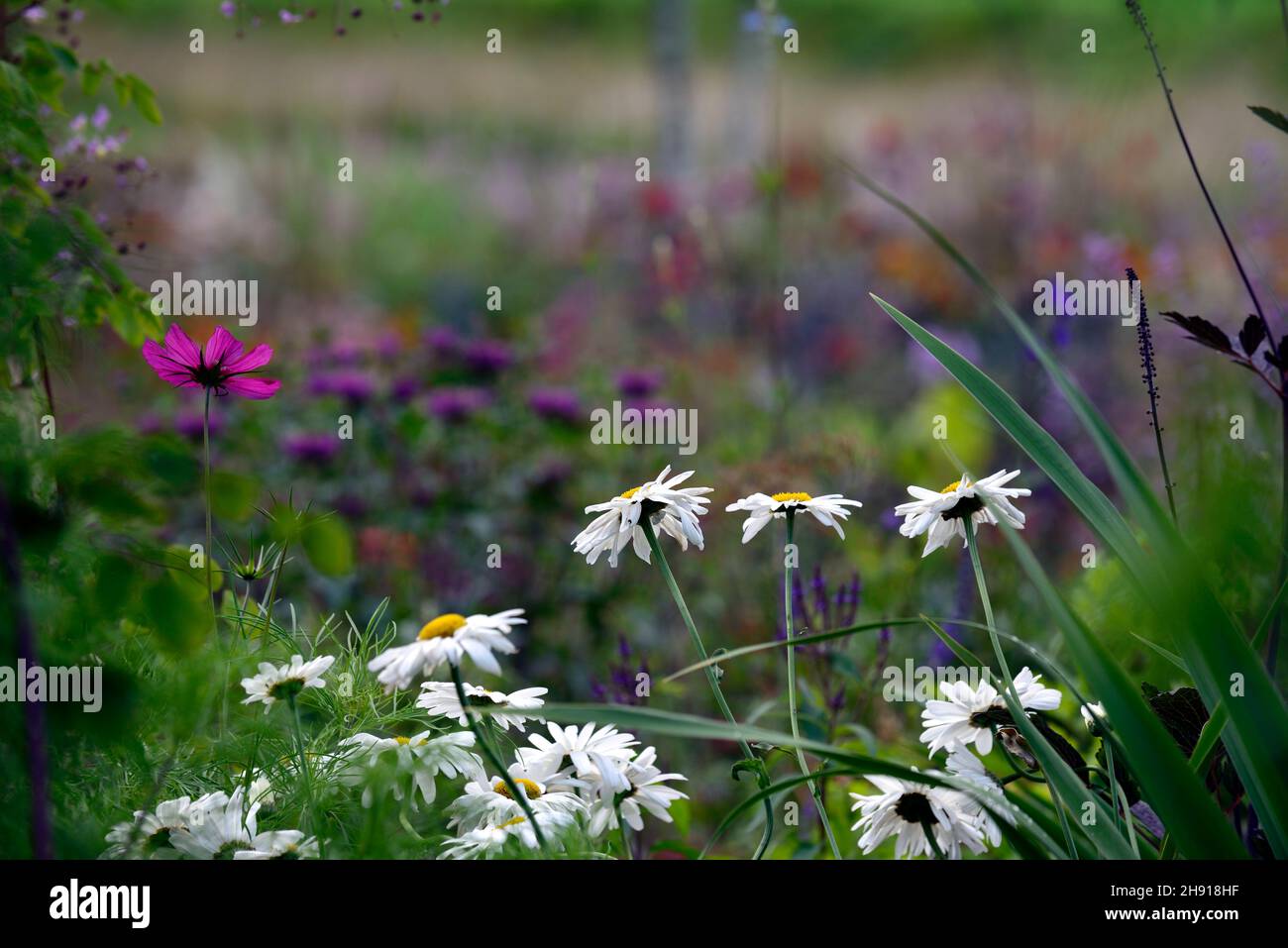 Shasta daisy,Leucanthemum × superbum,white,flower,flowers,flowering,daisies, mixed bed,mixed bordermixed planting scheme,RM Floral Stock Photo