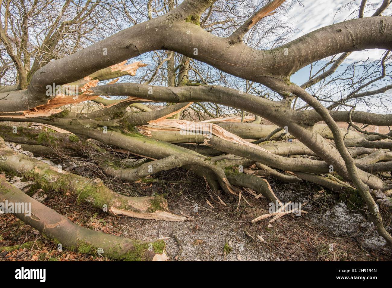Tree Roots Collapsed Wall Uprooted tree and damaged wall hi-res stock photography and images - Alamy