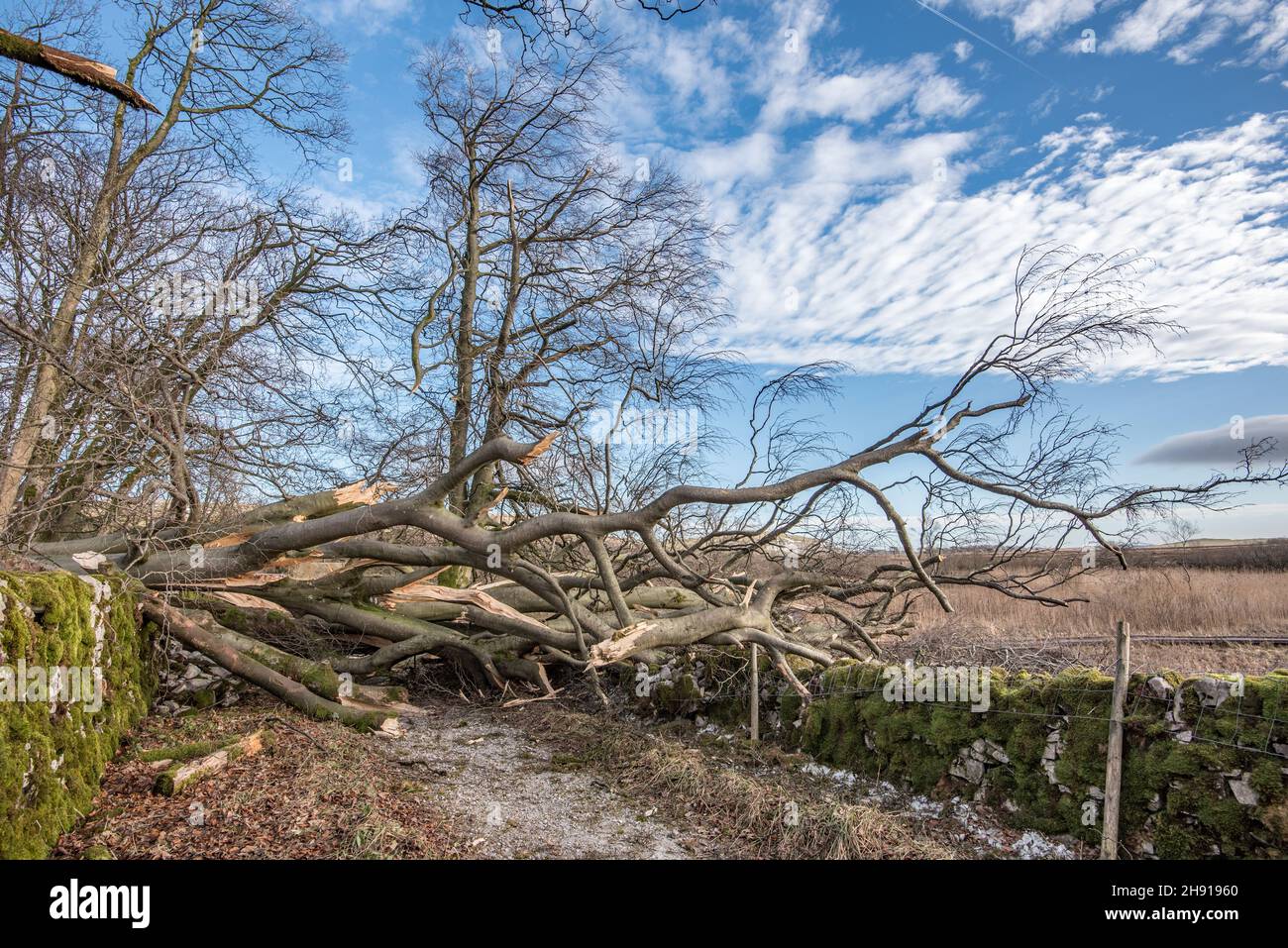 Tree Roots Collapsed Wall Uprooted tree and damaged wall hi-res stock photography and images - Alamy