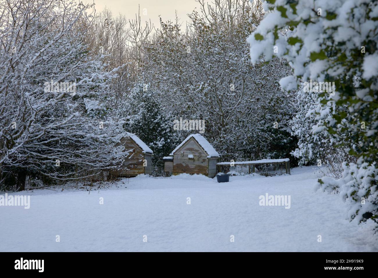 Snow covered chicken houses in a moorland woodland setting. Stock Photo