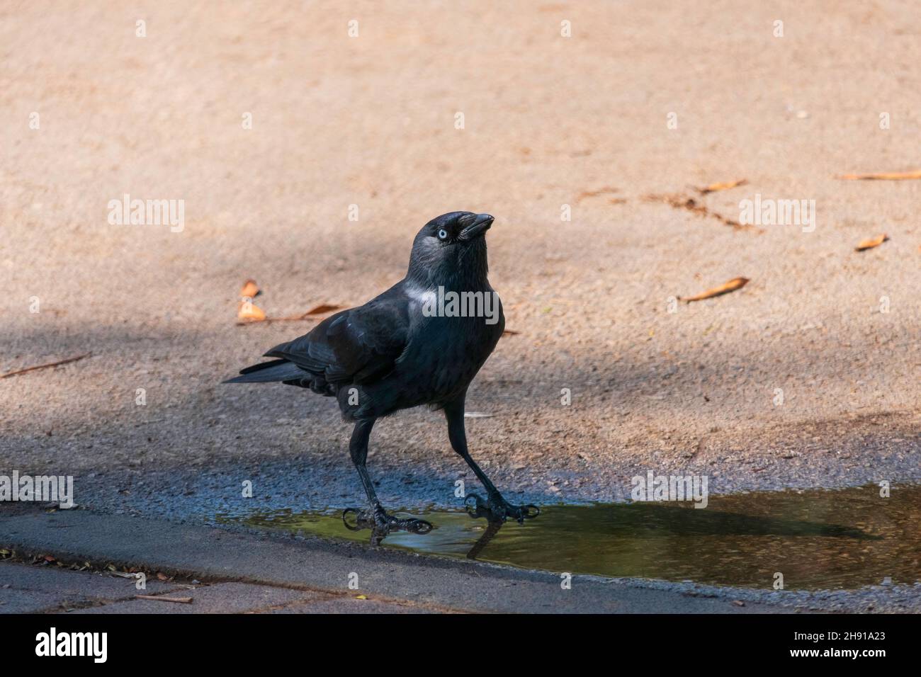 Ravane hi-res stock photography and images - Alamy