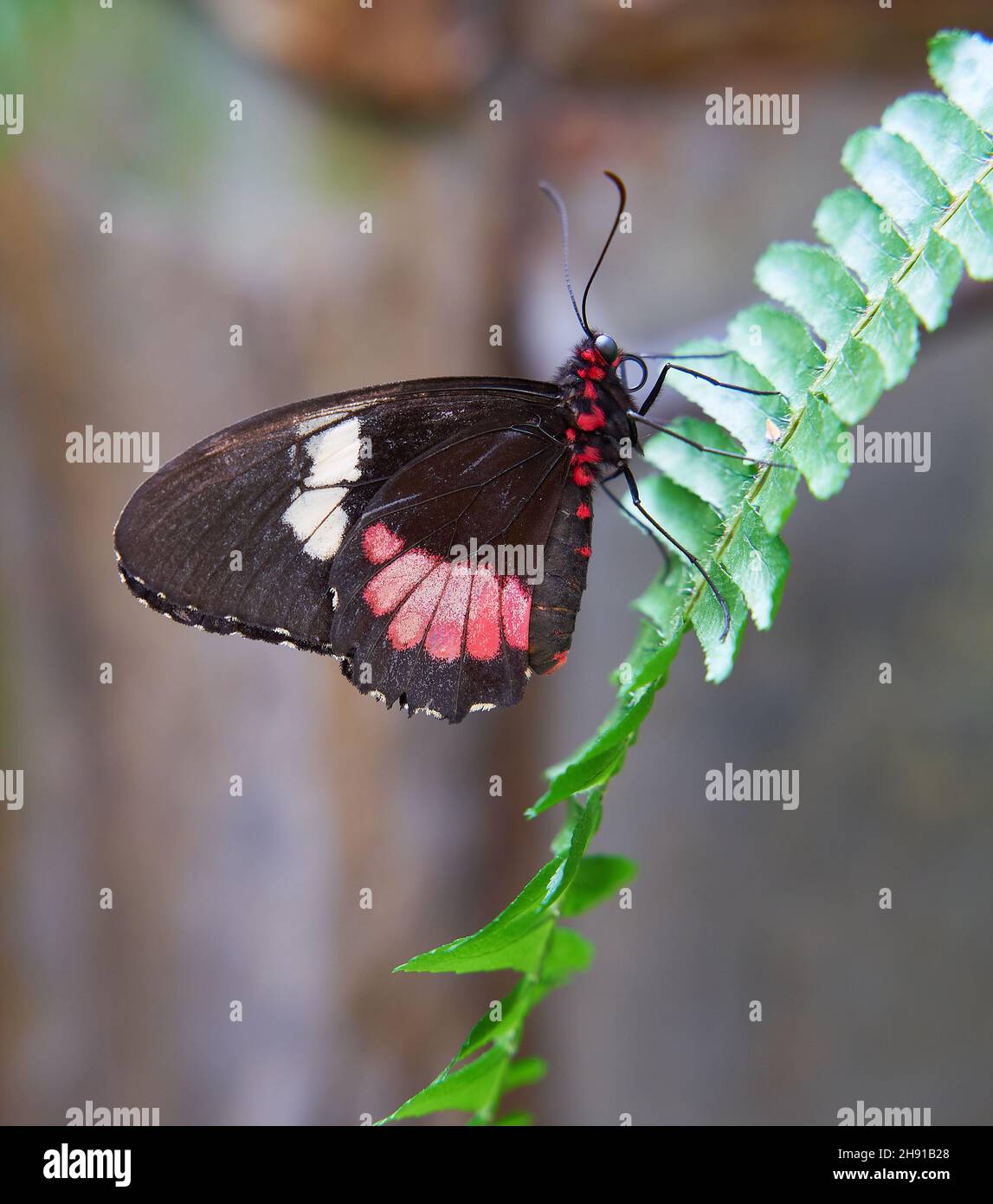 Beautiful Pink Cattleheart butterfly (Parides Euripides) on green leaves Stock Photo