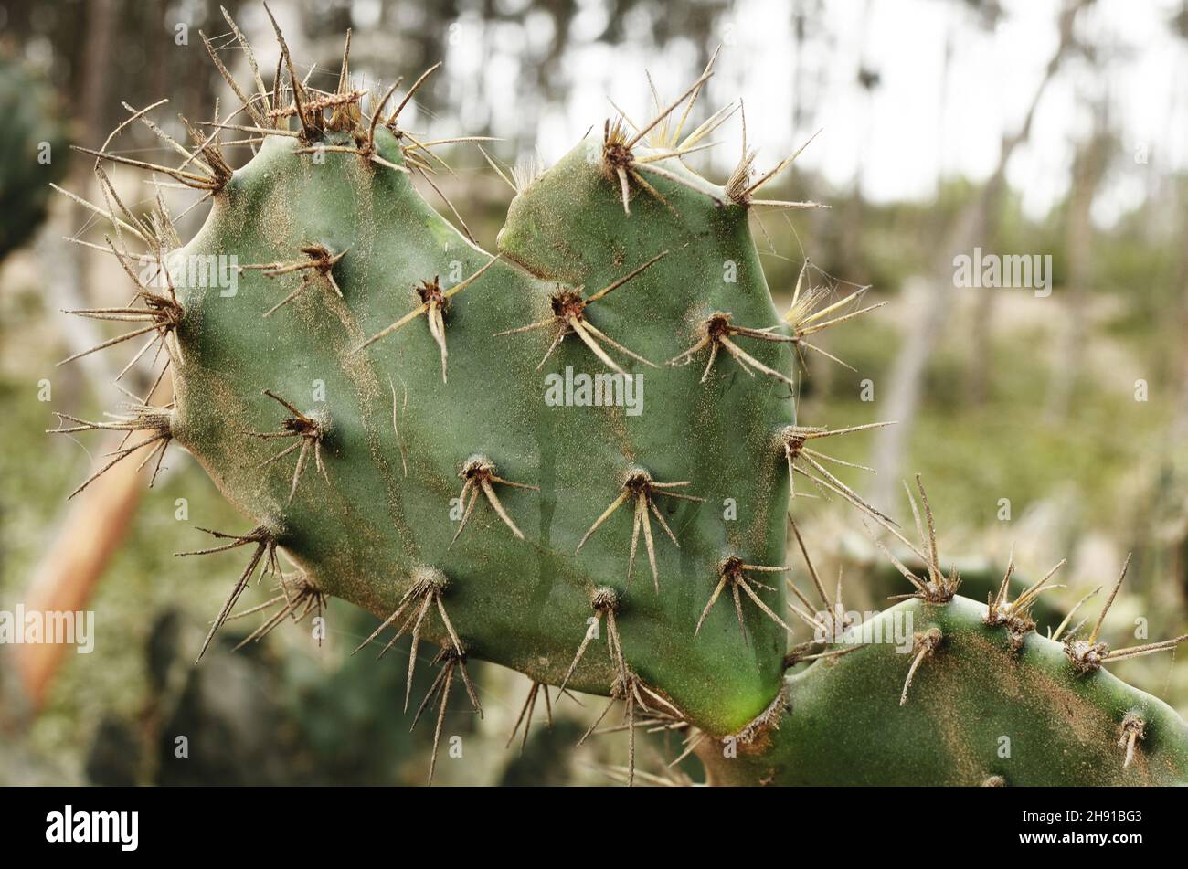 Opuntia ficus - indica The Indian  cactus Stock Photo