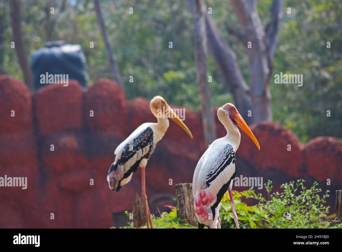 Storks Rabbit The storks are silent Stock Photo - Alamy