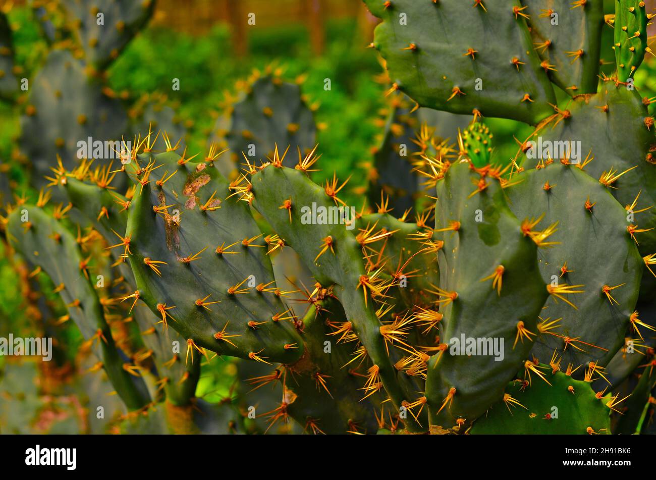 Opuntia ficus - indica The Indian  cactus Stock Photo