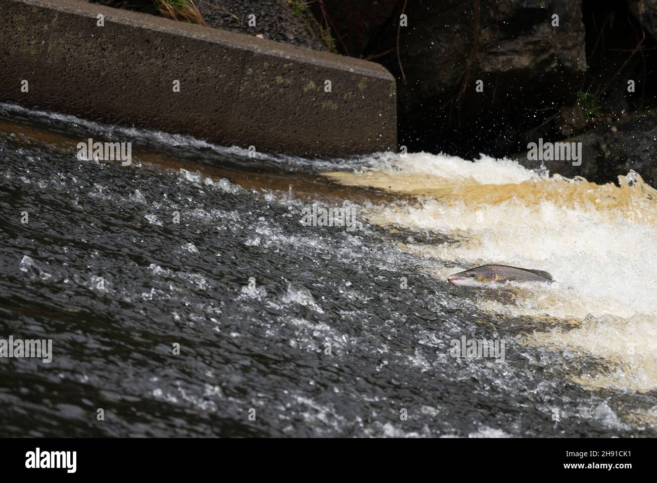 Salmon jumping at a weir on the River Tawe Stock Photo