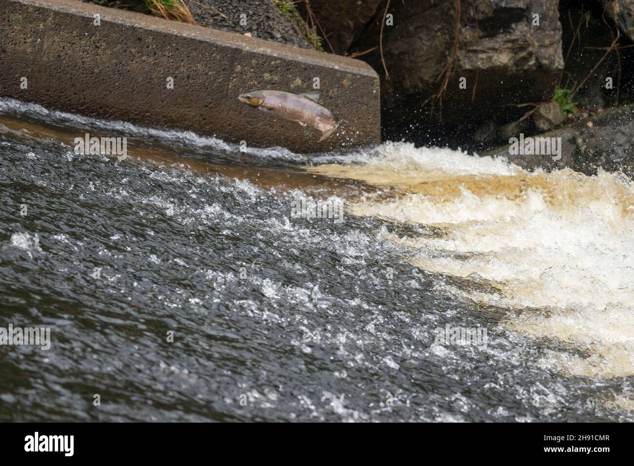 Salmon jumping at a weir on the River Tawe Stock Photo Alamy