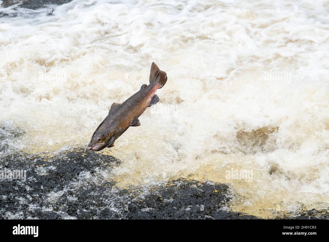 Salmon jumping at a weir on the River Tawe Stock Photo