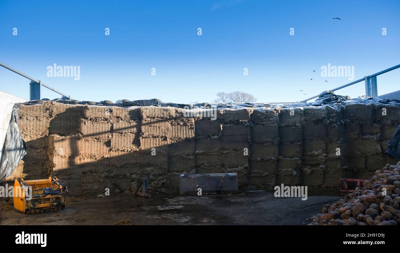 A grass silage clamp on a dairy farm in winter, England, United Kingdom Stock Photo