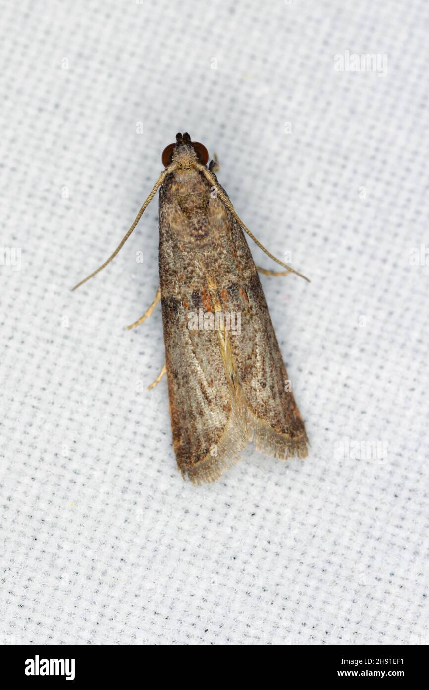 Almond pest hires stock photography and images Alamy