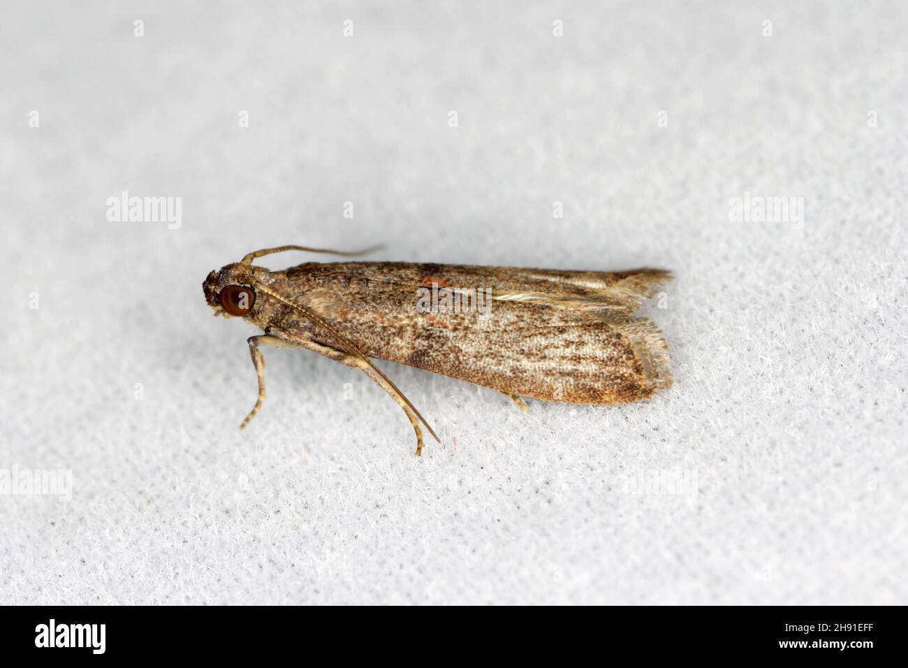 The almond moth or tropical warehouse moth Cadra cautella Pyralidae. It is a stored-product pest. Adult insect (moth) - high magnification. Stock Photo