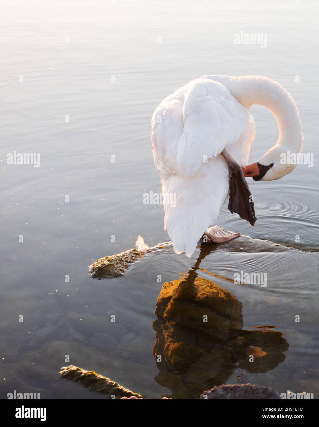 The toosie slide Stock Photo Alamy