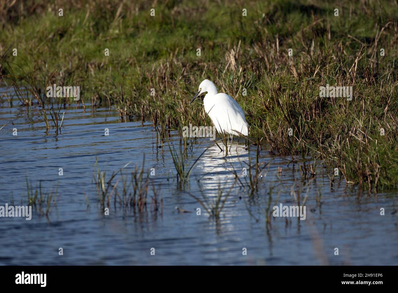 Little Egret on marsh Stock Photo