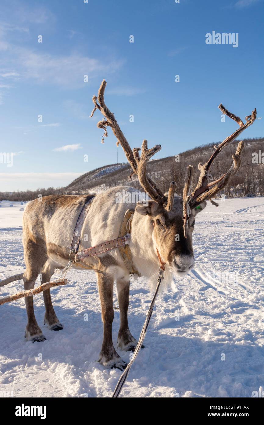Reindeer wearing sleigh harness in Masi, Norway Stock Photo