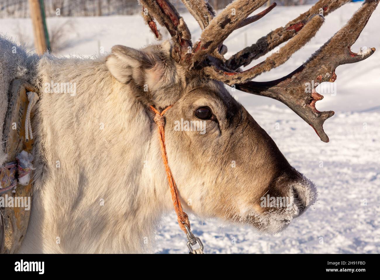 Reindeer wearing sleigh harness in Masi, Norway Stock Photo