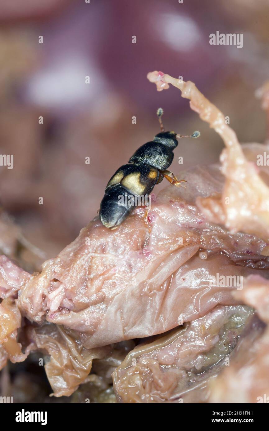 Carpophilus hemipterus (dried fruit beetle) is a species of sap-feeding beetle in the family Nitidulidae. It is a pest of ripe and dried fruits. Stock Photo