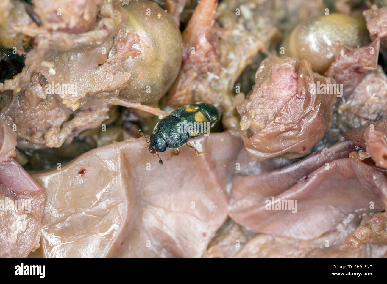 Carpophilus hemipterus (dried fruit beetle) is a species of sap-feeding beetle in the family Nitidulidae. It is a pest of ripe and dried fruits. Stock Photo