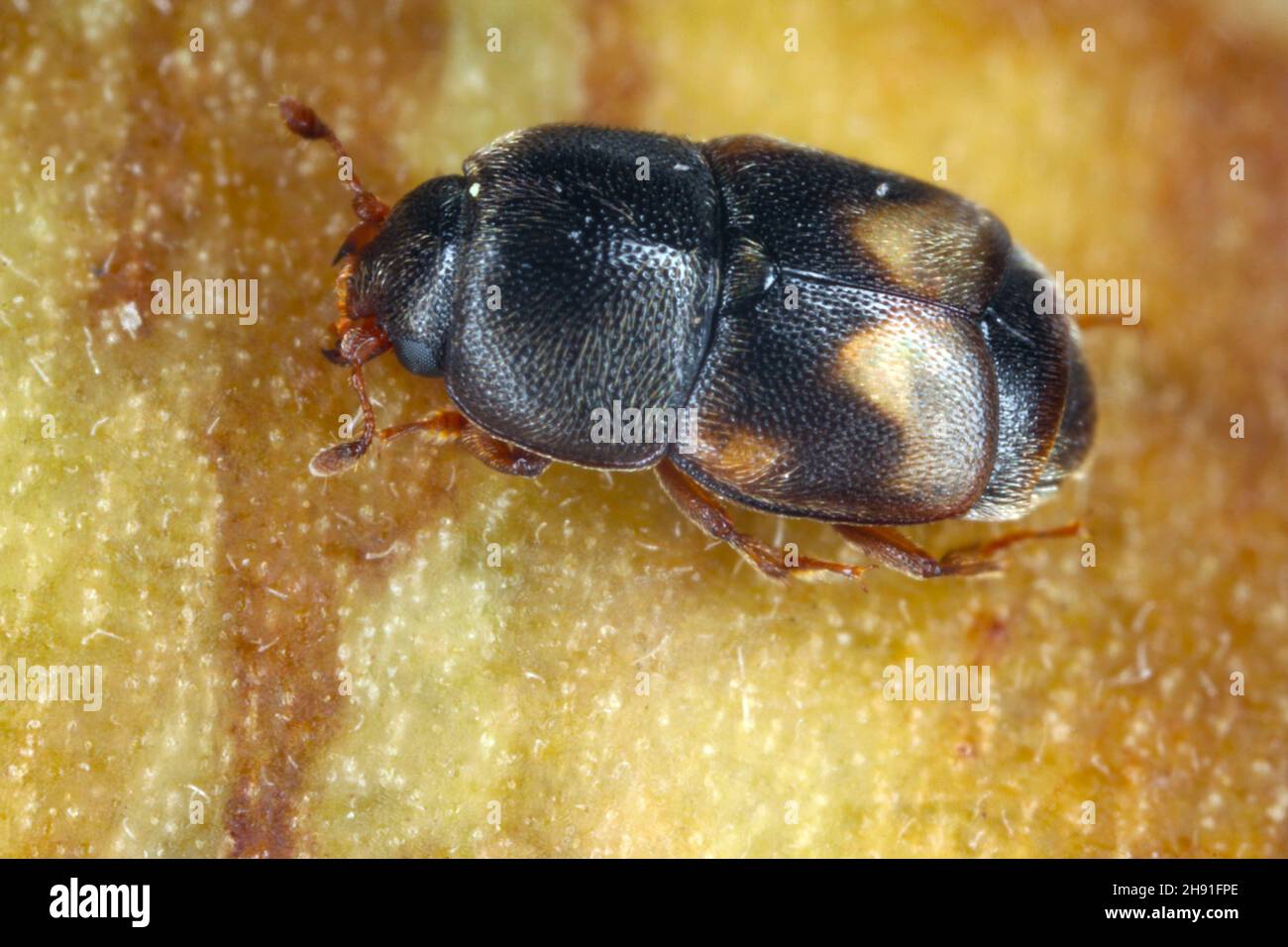 The dried fruit beetle Carpophilus hemipterus (family Nitidulidae Stock