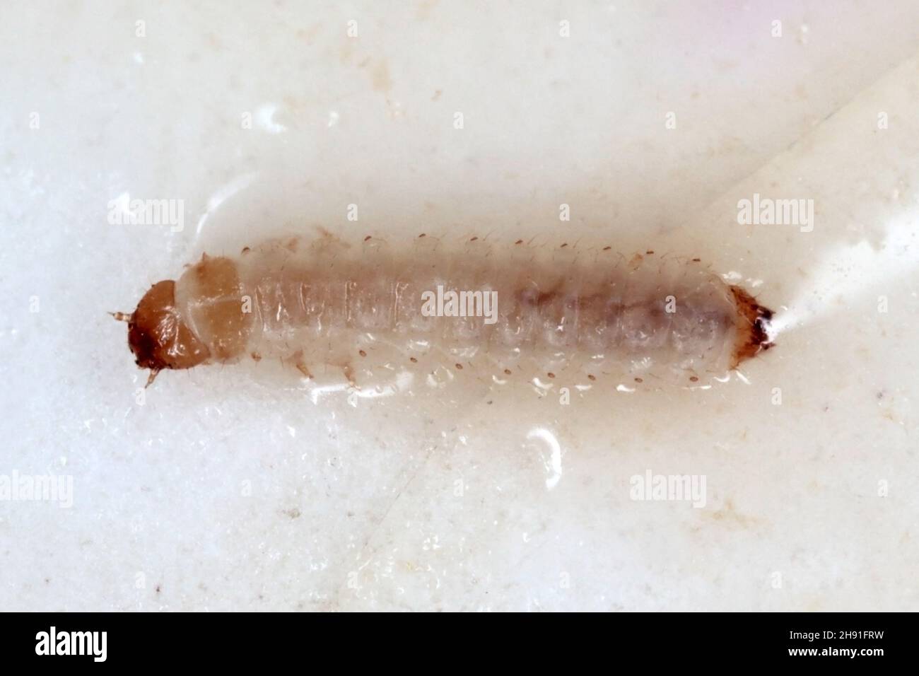 Larva of Carpophilus hemipterus (dried fruit beetle) is a species of sap-feeding beetle in the family Nitidulidae. It is a pest of ripe and dried frui Stock Photo